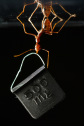ant