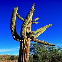 Cactus