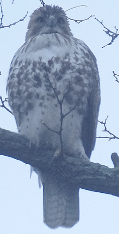 cooper hawk - Kidz Learn Applications