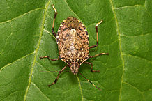 Shield Bug